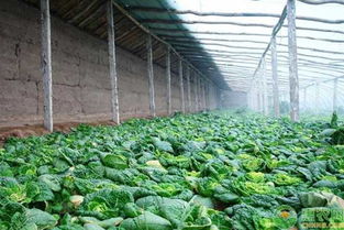 温室大棚蔬菜种植有哪 三忌 冬季要做好哪些工作